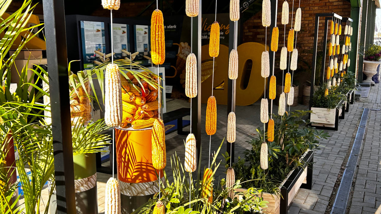 Maize