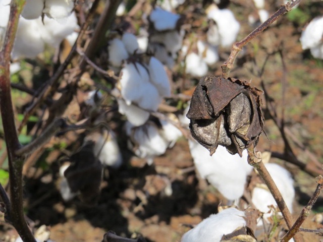 Mid- to Late-season Stem, Root, and Boll Diseases in Cotton | Crop ...