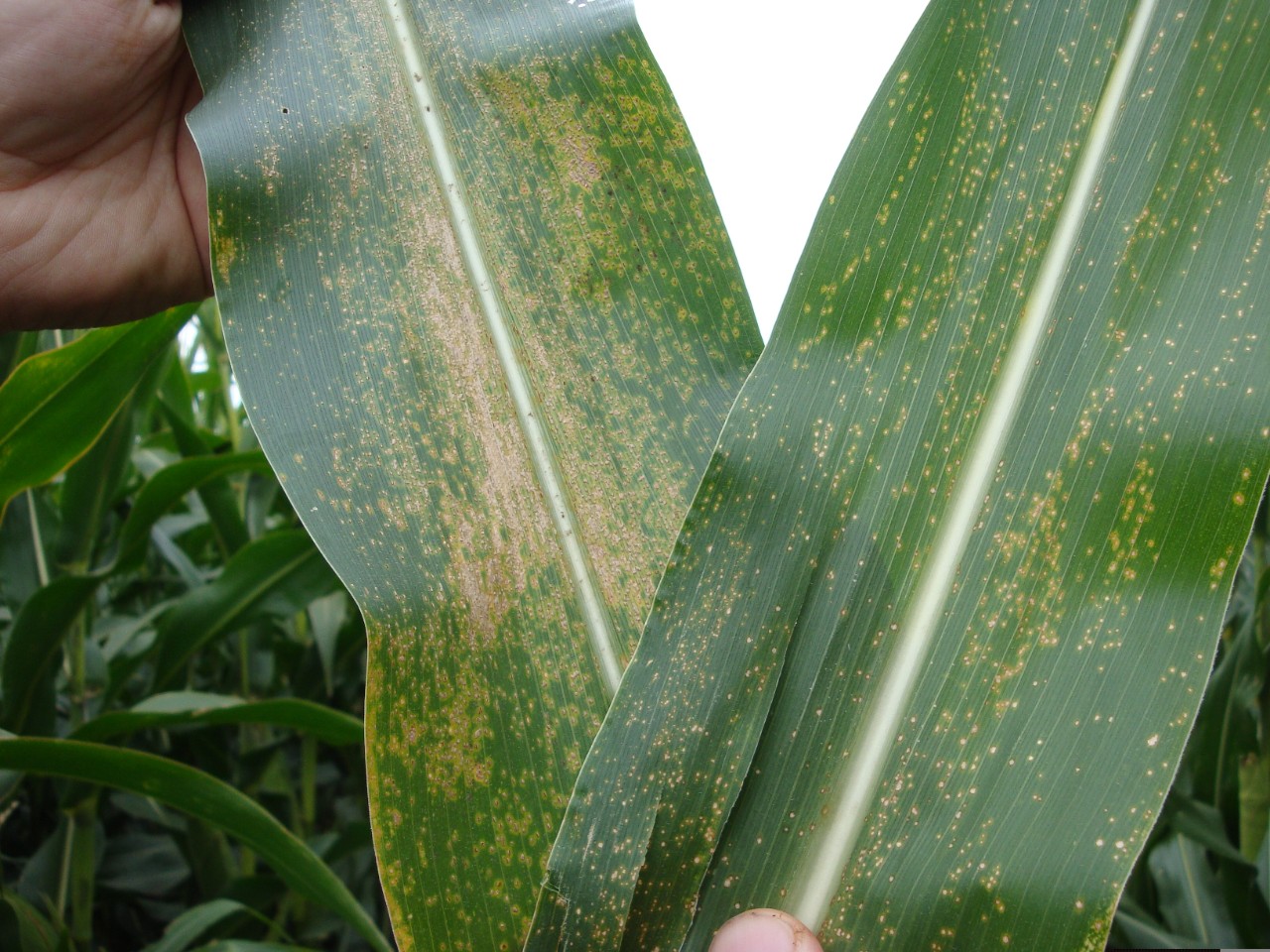 Physoderma Brown Spot and Stalk Rot in Corn | Crop Science US