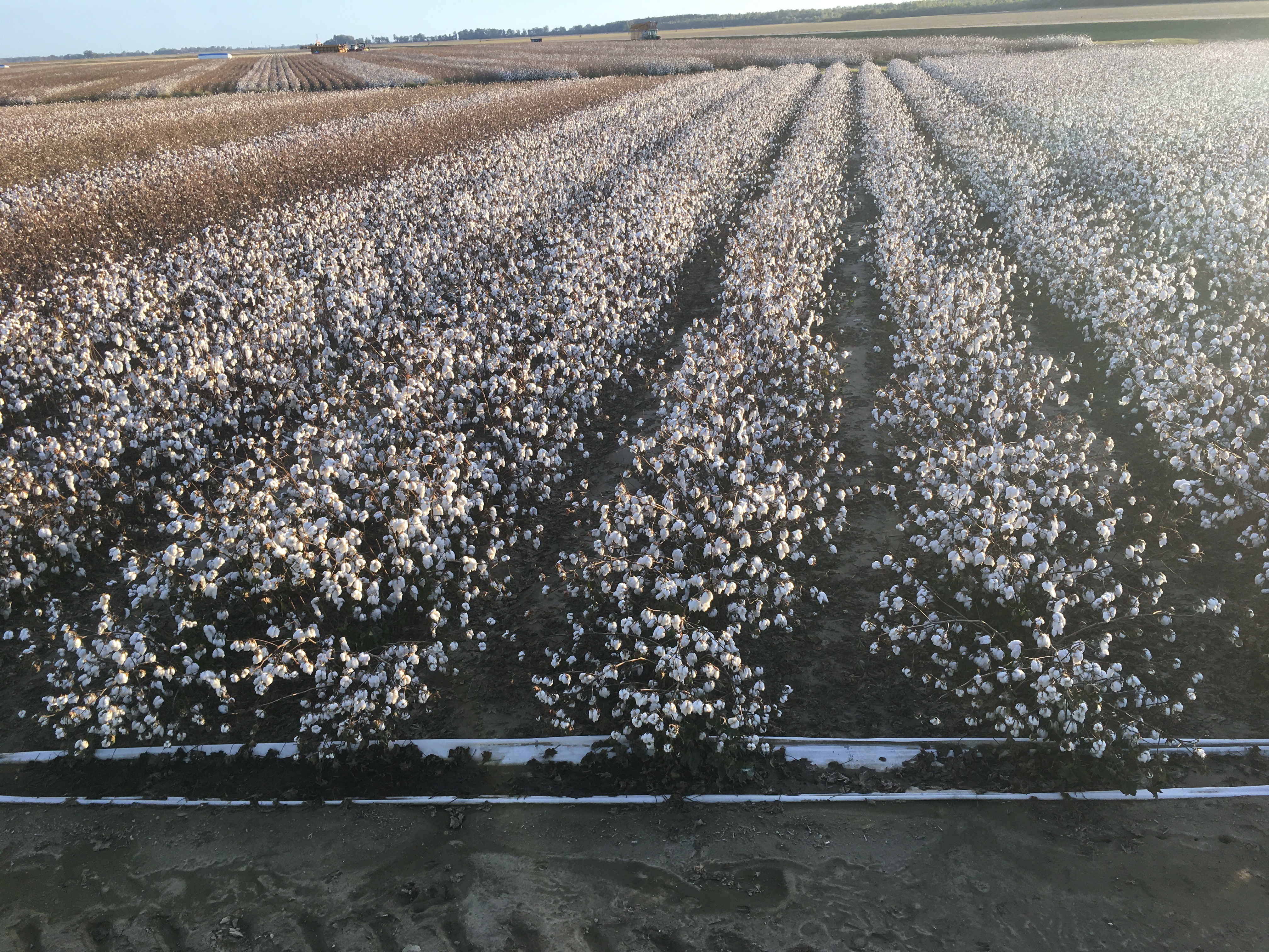 Narrowing in on Wide Row Cotton Spacing | Crop Science US