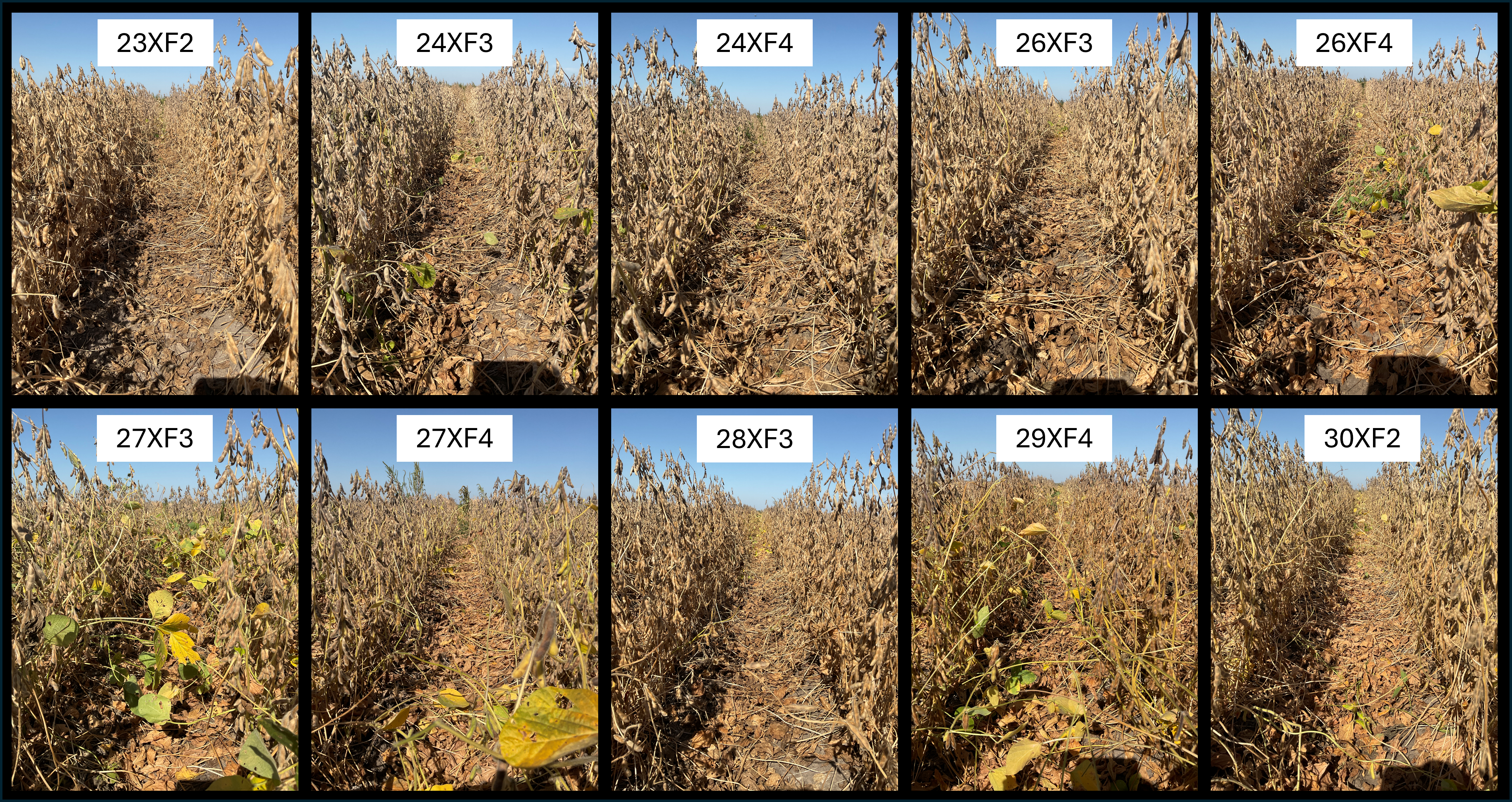 Asgrow Soybean Seed Vs Hisoy Traits