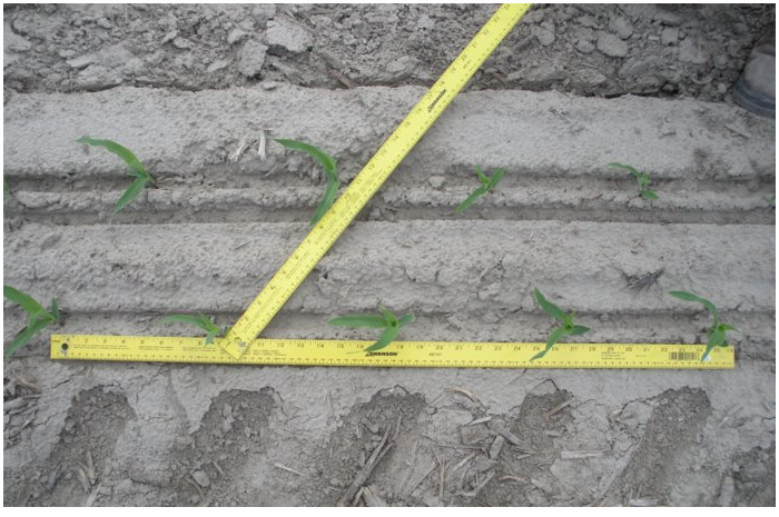 Response of DEKALB® Brand Corn Products to Planting Mistakes - 2017 ...
