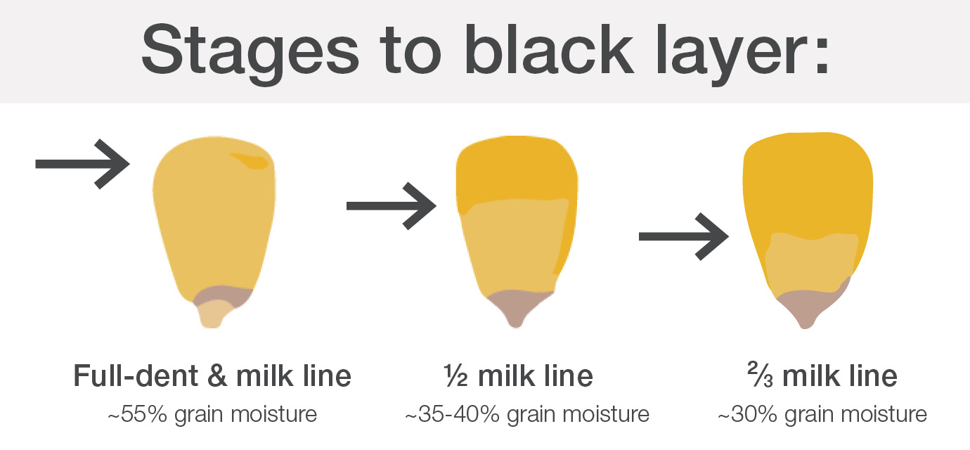 Black Layer Helps Guide Corn Harvest Timing | Crop Science US