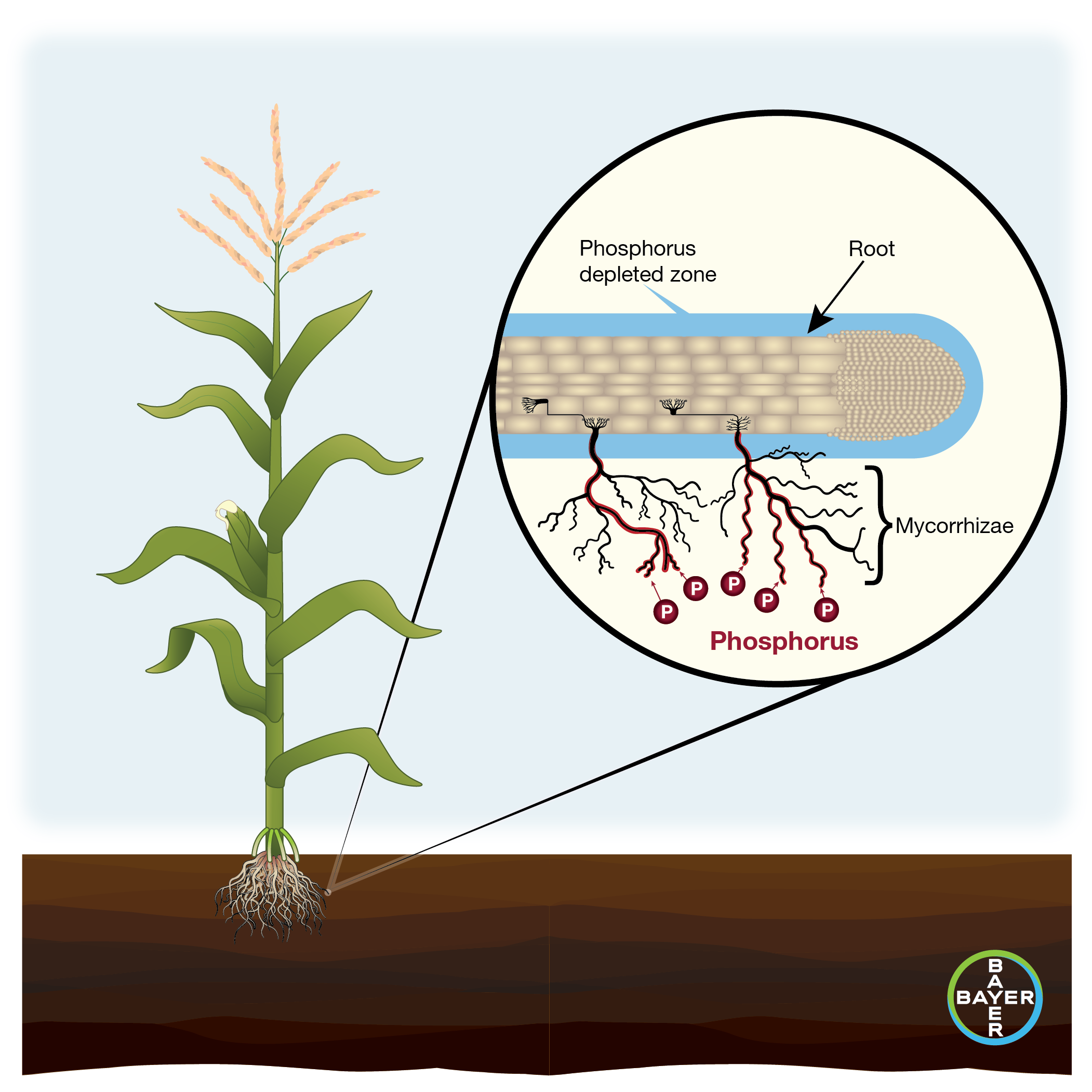 Best Management Practices for Following Sugar Beets with Corn | Crop ...