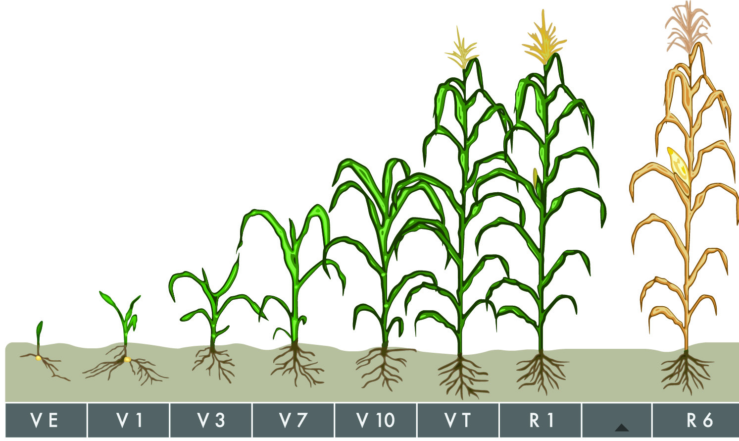 Determining Corn Growth Stages | Crop Science US