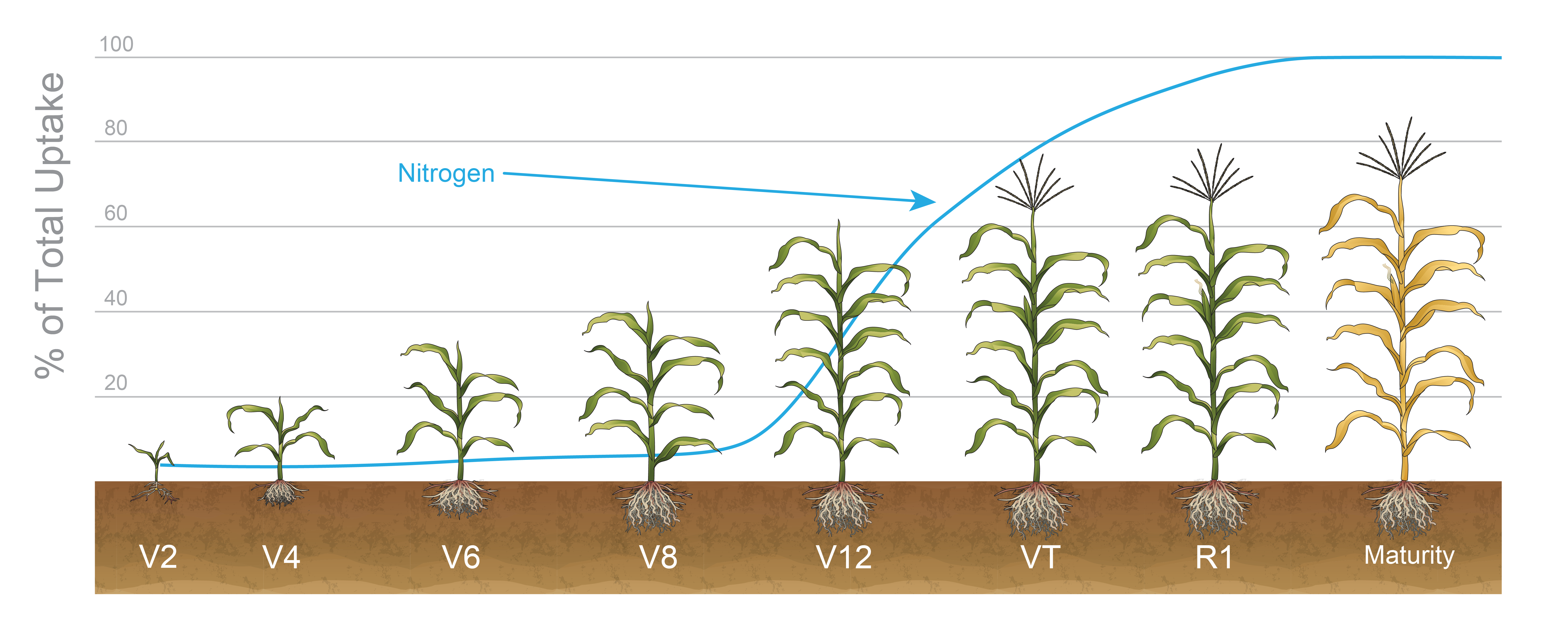 Drought Effects on Nitrogen Availability in Corn | Crop Science US