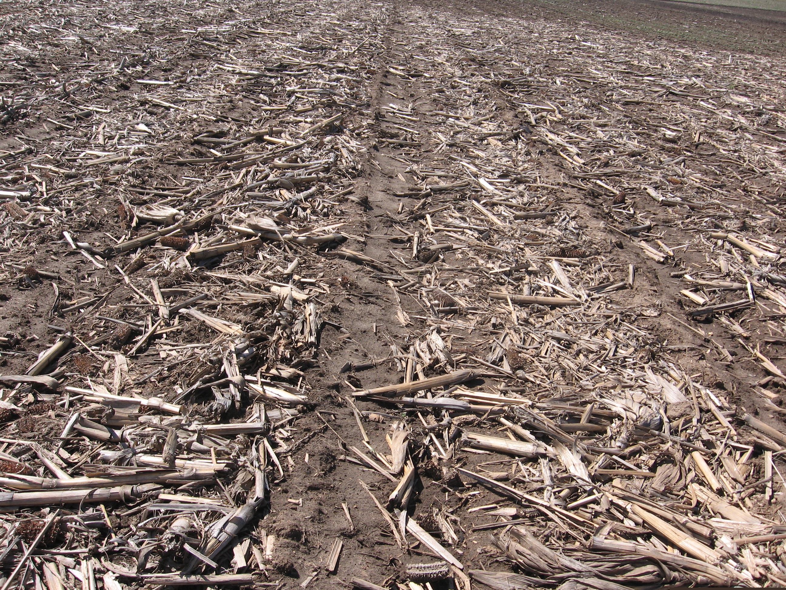 Can Tillage Help with Corn Insect Management? | Crop Science US