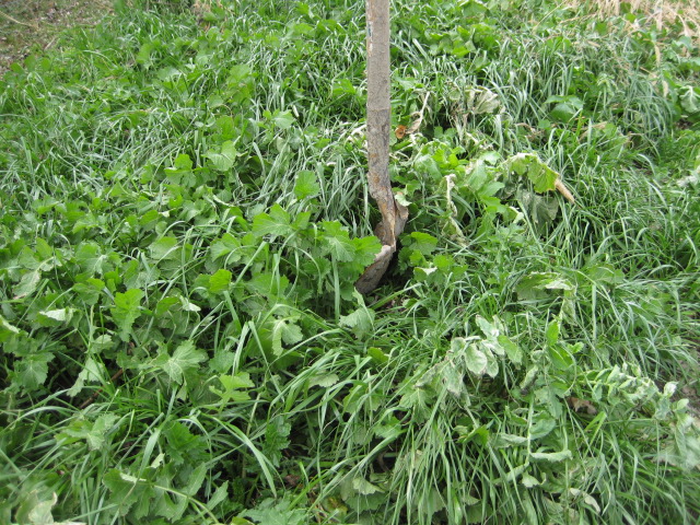 Cover Crops: Benefits, Species, & Guidelines for Soil Health