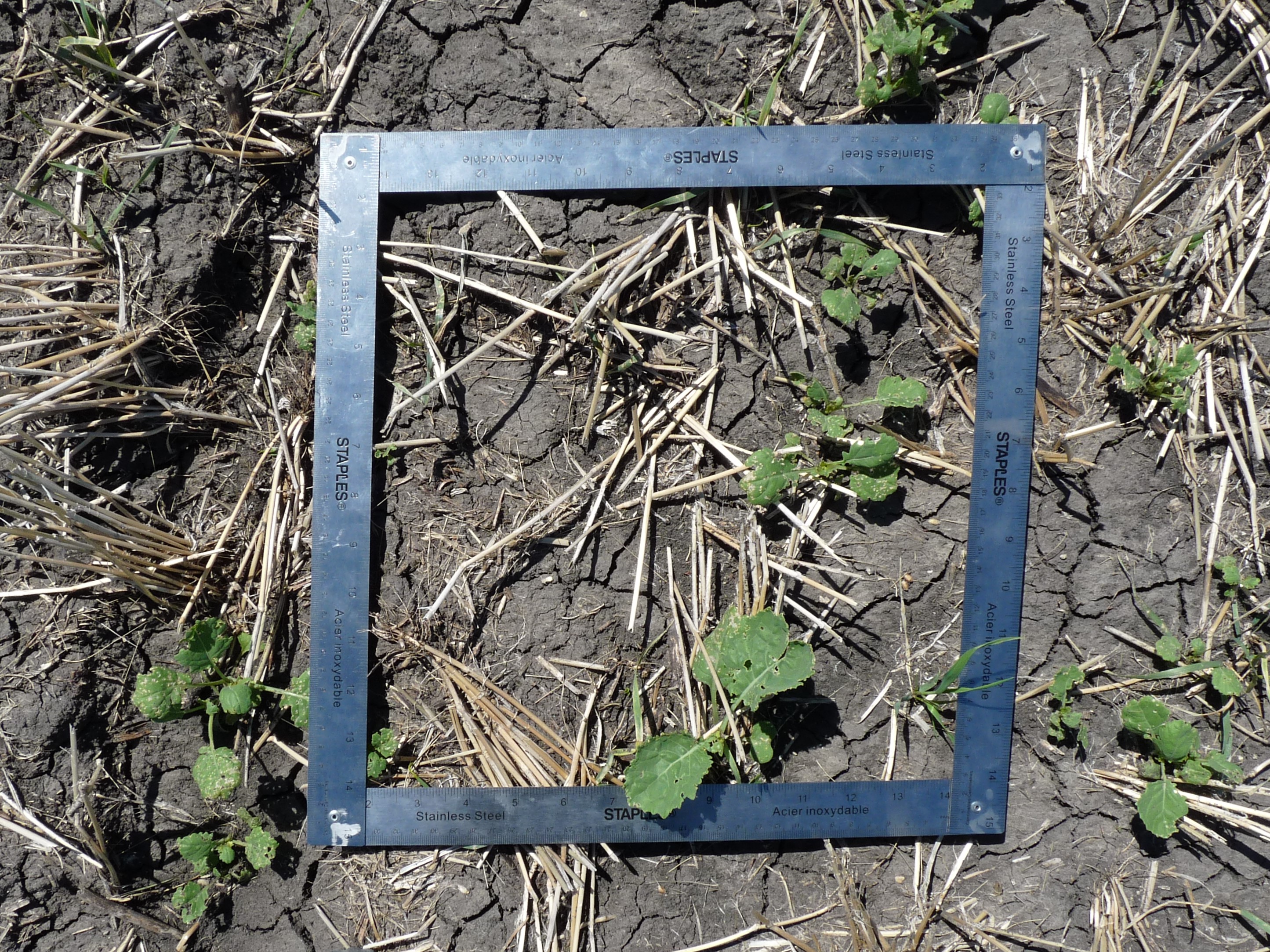 Evaluating your Canola Stand: Did You Have the Right Seeding Rate ...