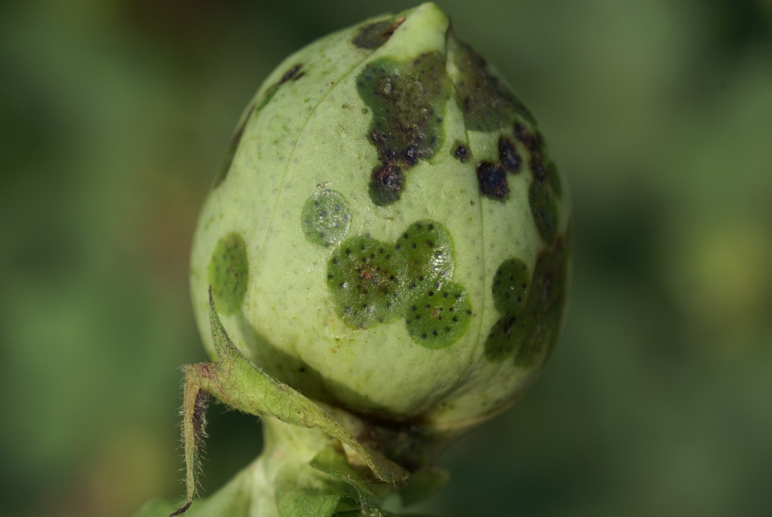 Bacterial Blight in Cotton | Crop Science US