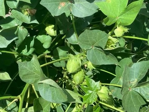 Cotton Seeding Rate and Row Spacing | Crop Science US