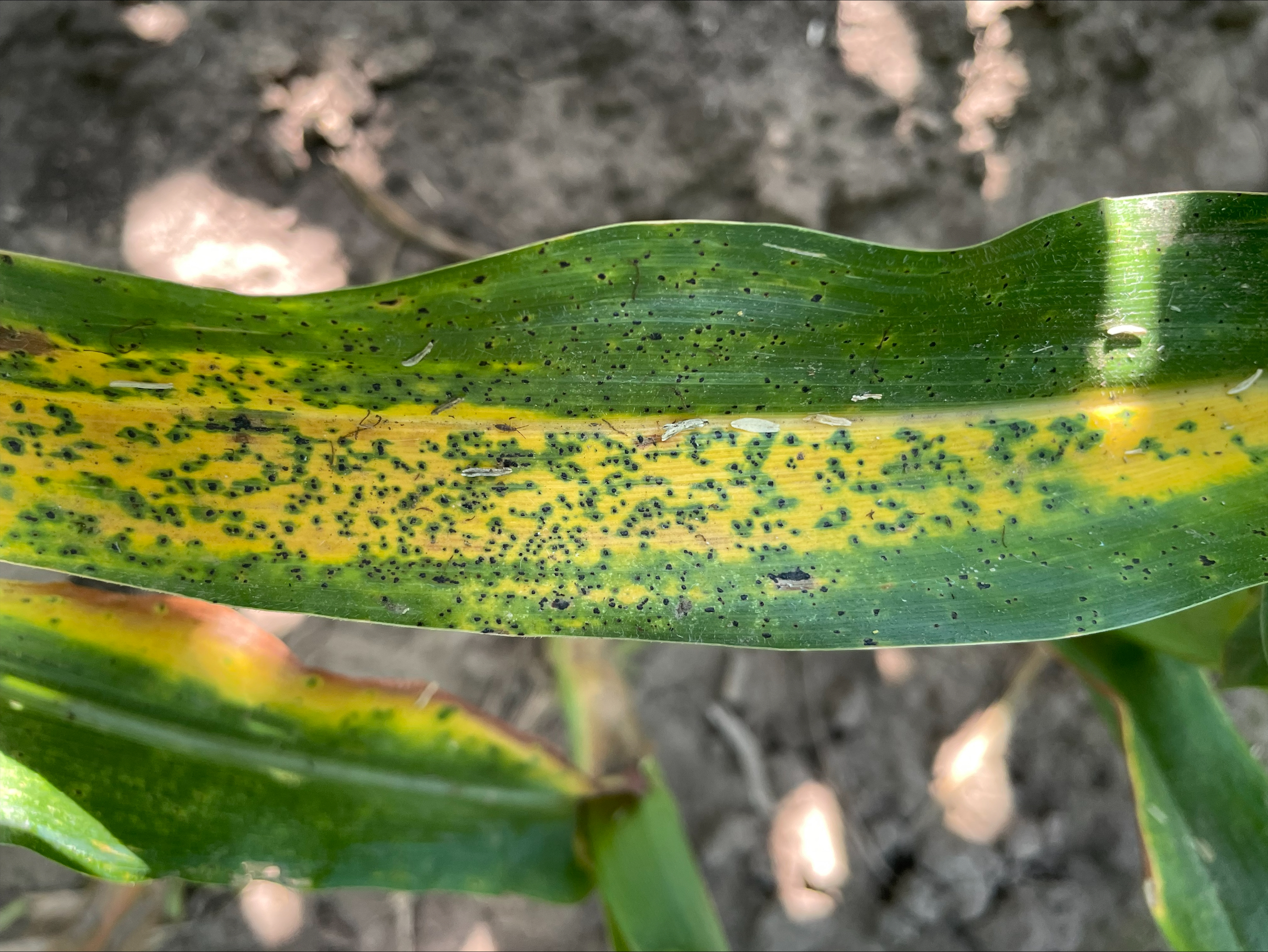 Late Season Corn Diseases Identification | Crop Science US