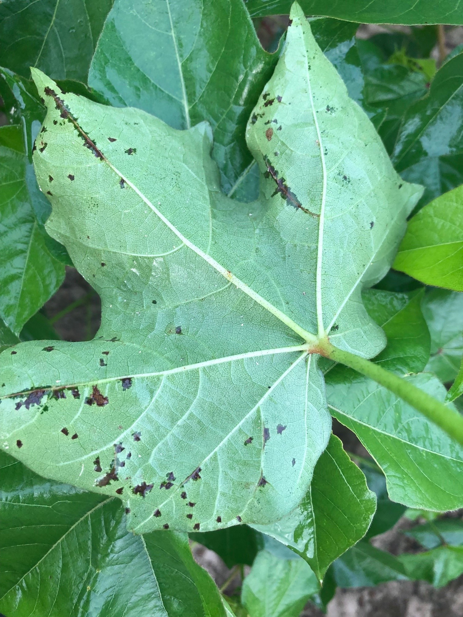 Managing Cotton Diseases | Crop Science US