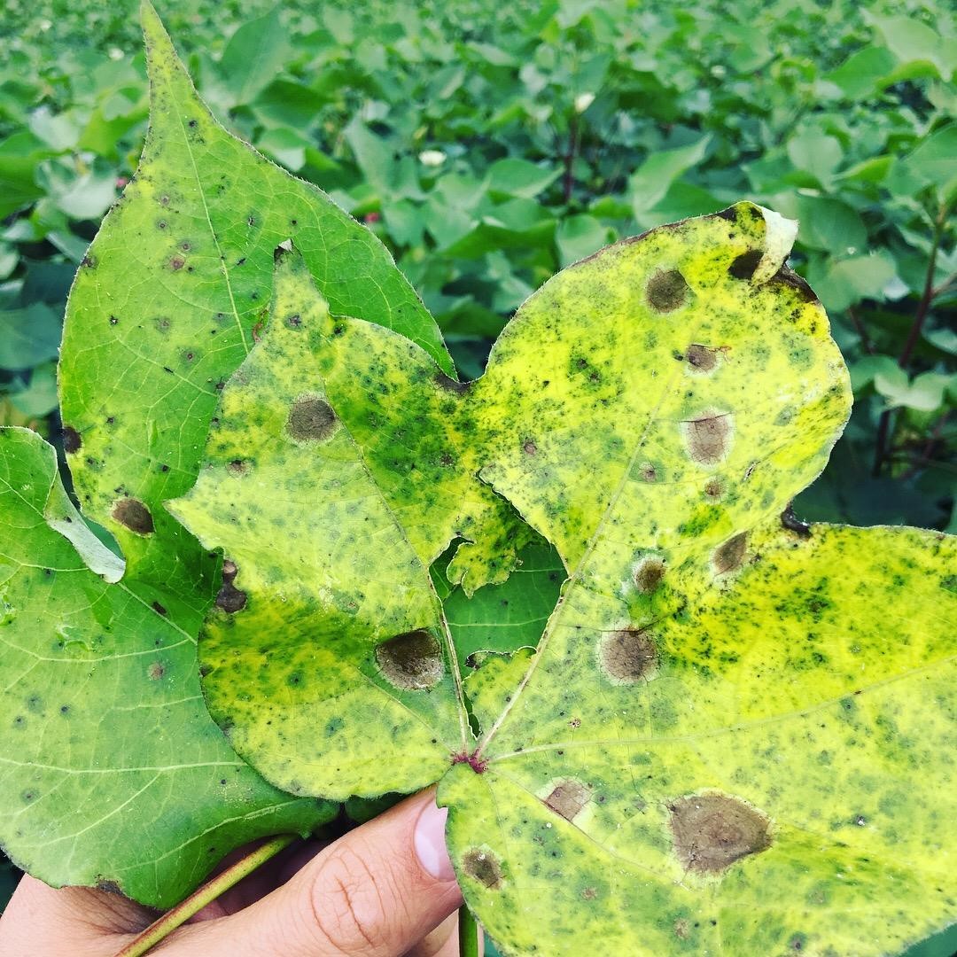 Premature Senescence in Cotton | Crop Science US