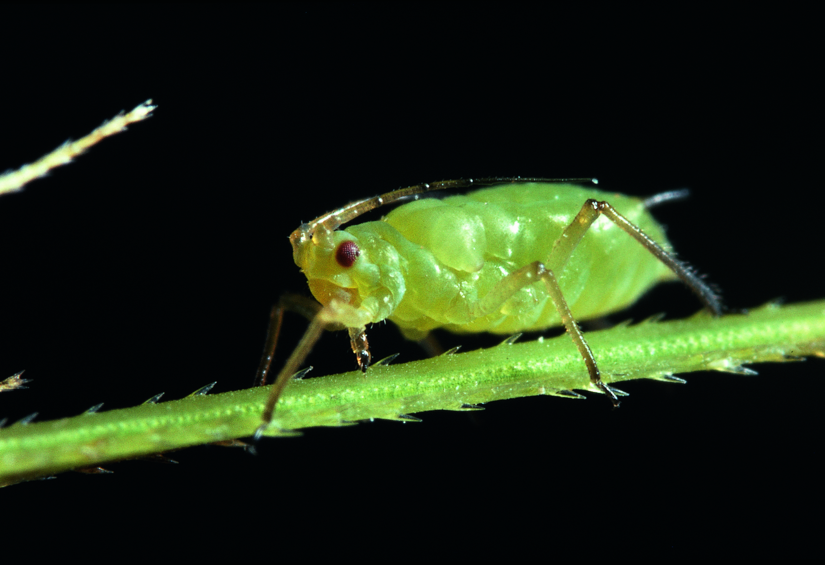 Insect Pests of Winter Wheat | Crop Science US