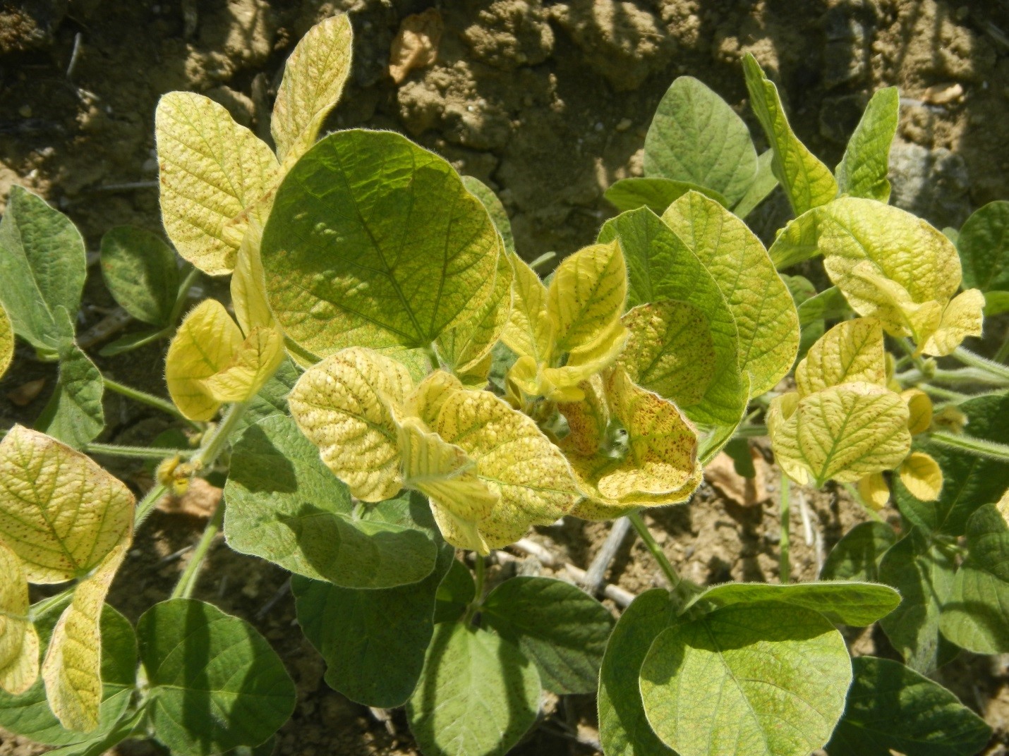 1314_33550 Iron Deficiency Chlorosis 1006_S3 | Crop Science US