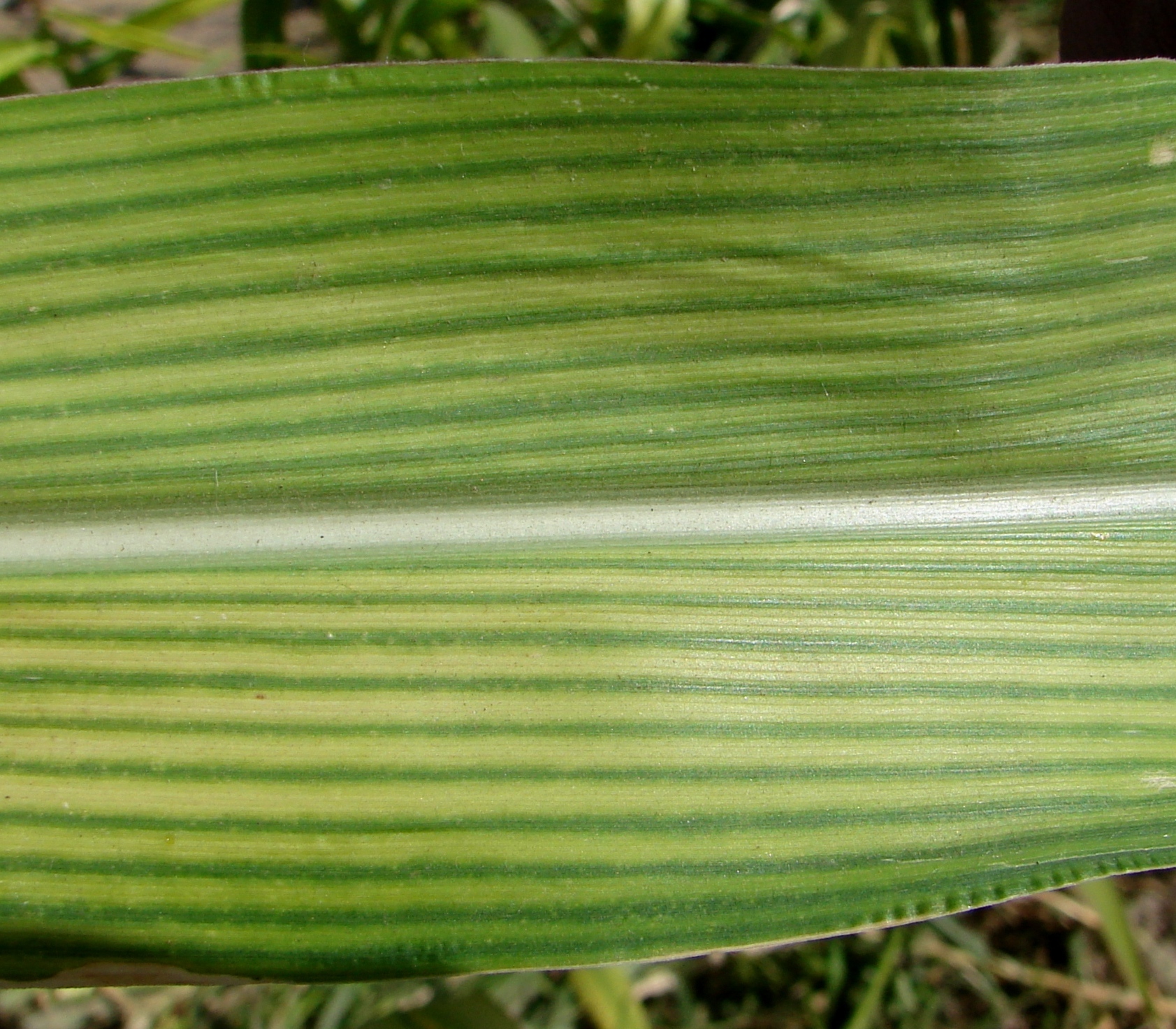 Causes and Management of Yellow Corn Seedlings | Crop Science US