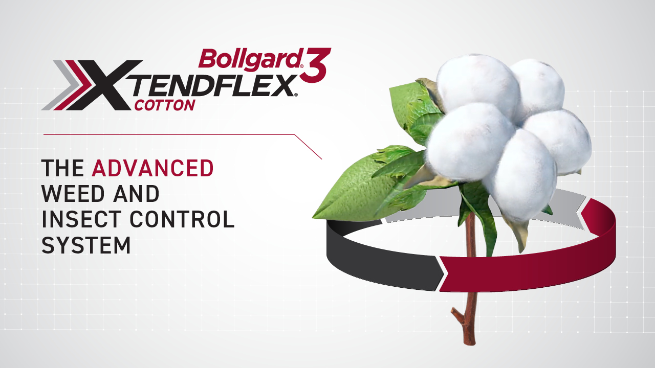 XtendFlex® cotton