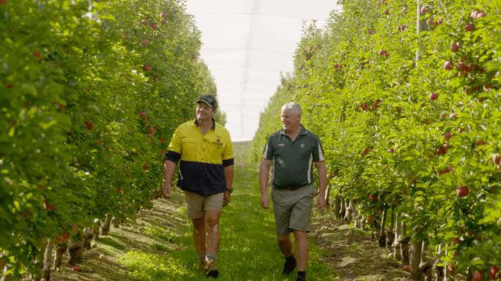 Water stressed apple trees aided by soil ameliorant in Victoria | Crop ...