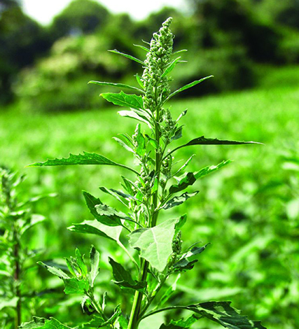 Fat hen | Crop Science Australia