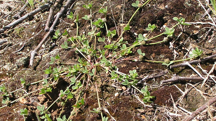 bee balm when to plant Midnight Oil' Eastern Bee Balm (Monarda) main image 1