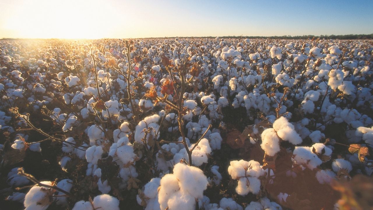 Cotton Choices Calculator