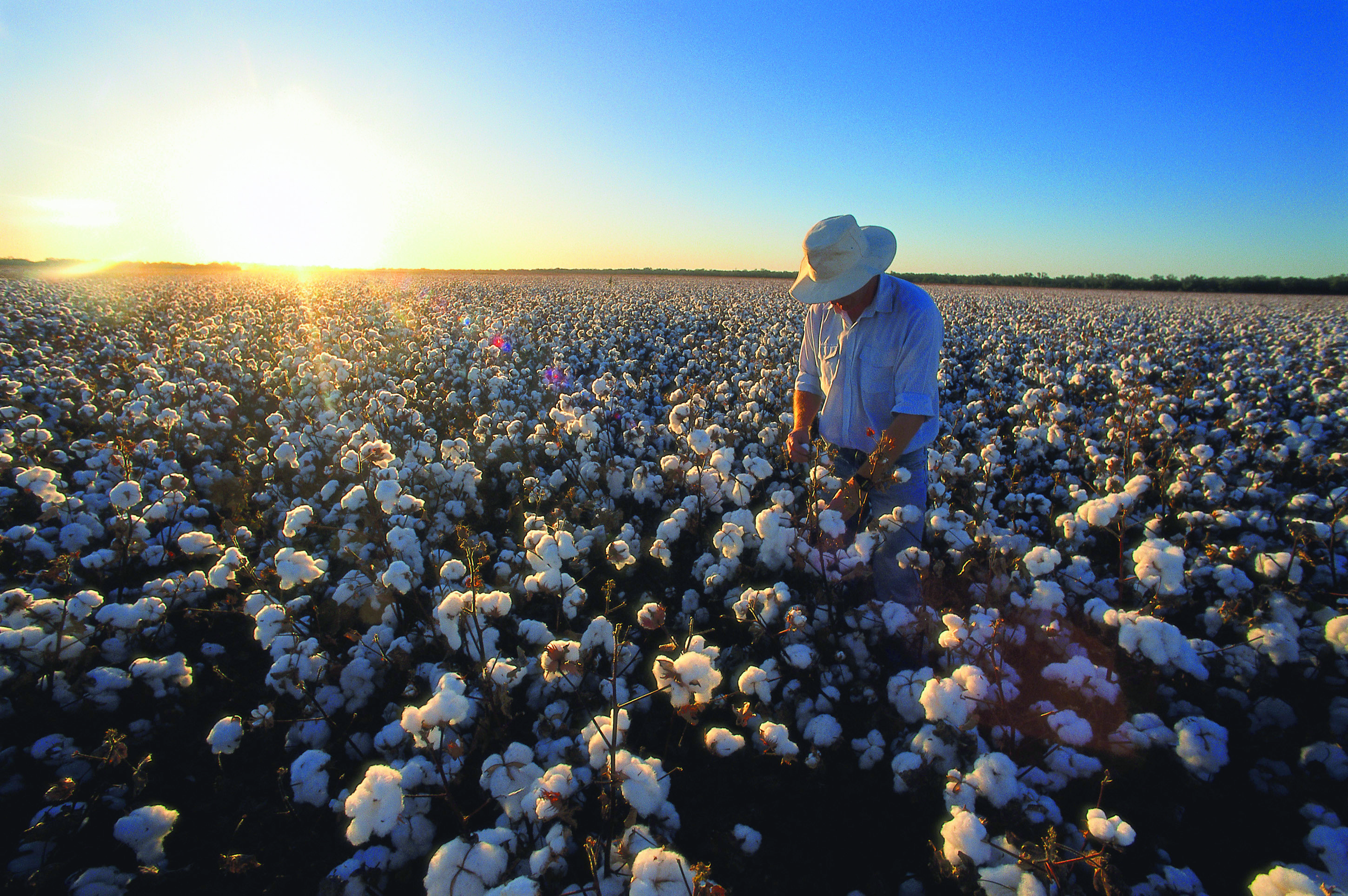 Roundup Ready Flex® cotton