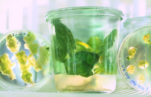 TestgewŠchse: Modellpflanzen in verschiedenen Entwicklungsstadien werden im Labor auf poteneielle Angriffsziele fŸr Pflanzenschutzmittel getestet. research 14, S.44/45

Abdruck mit Urhebervermerk honorarfrei. Beleg bitte an:
Dynevo GmbH Geb.: K17
Bildredaktion	
Kaiser Wilhelm Allee
51368 Leverkusen