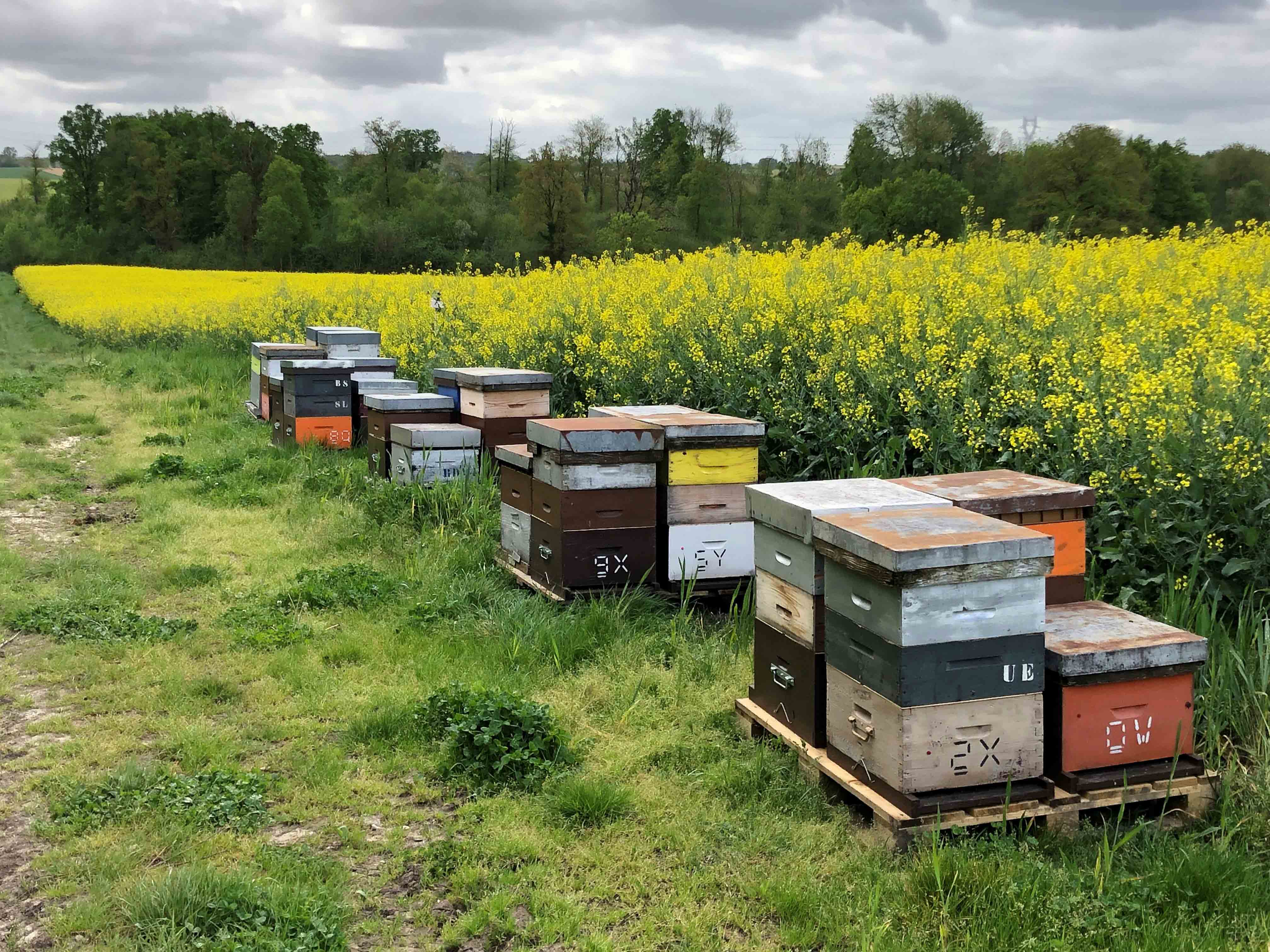 colza-exavance-contre-les-meligethes-pour-nourrir-les-pollinisateurs-et-optimiser-le-rendement-compresse.jpg