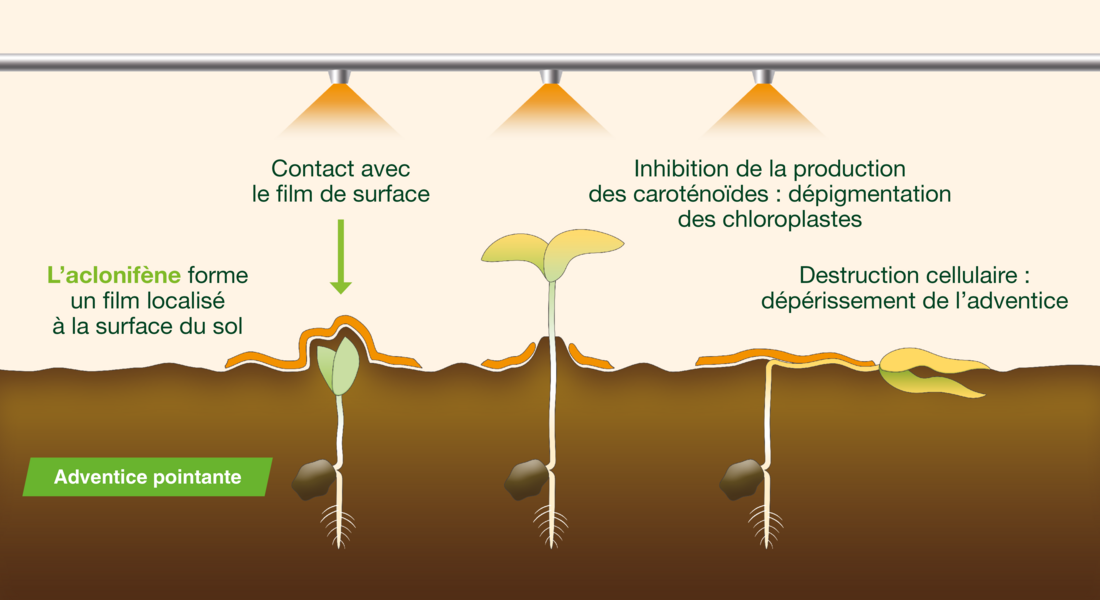 intervenir-tot-en-automne-dans-le-cadre-dun-programme-et-gerer-efficacement-la-resistance-des-advenctices-aux-herbicides_Rich_Text_Editor_3.jpg