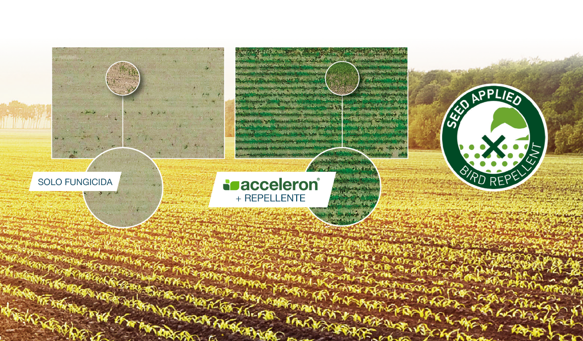 acceleron-la-concia-che-promuove-la-crescita_Rich_Text_Editor_4.png