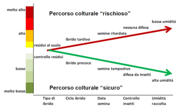 gestione-delle-micotossine-nel-mais-un-problema-sempre-piu-attuale_Rich_Text_Editor_6.png