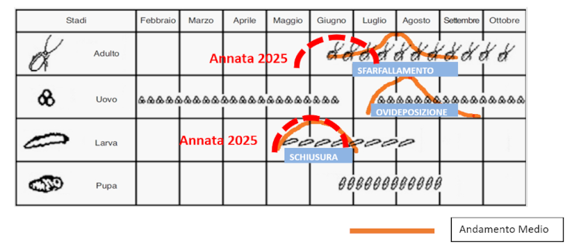 controllo-degli-insetti-patogeni-del-mais_Rich_Text_Editor_4.png
