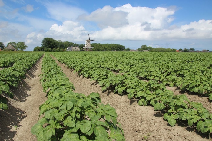 Aardappelveld.jpg