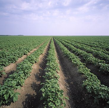 Aardappelveld na opkomst