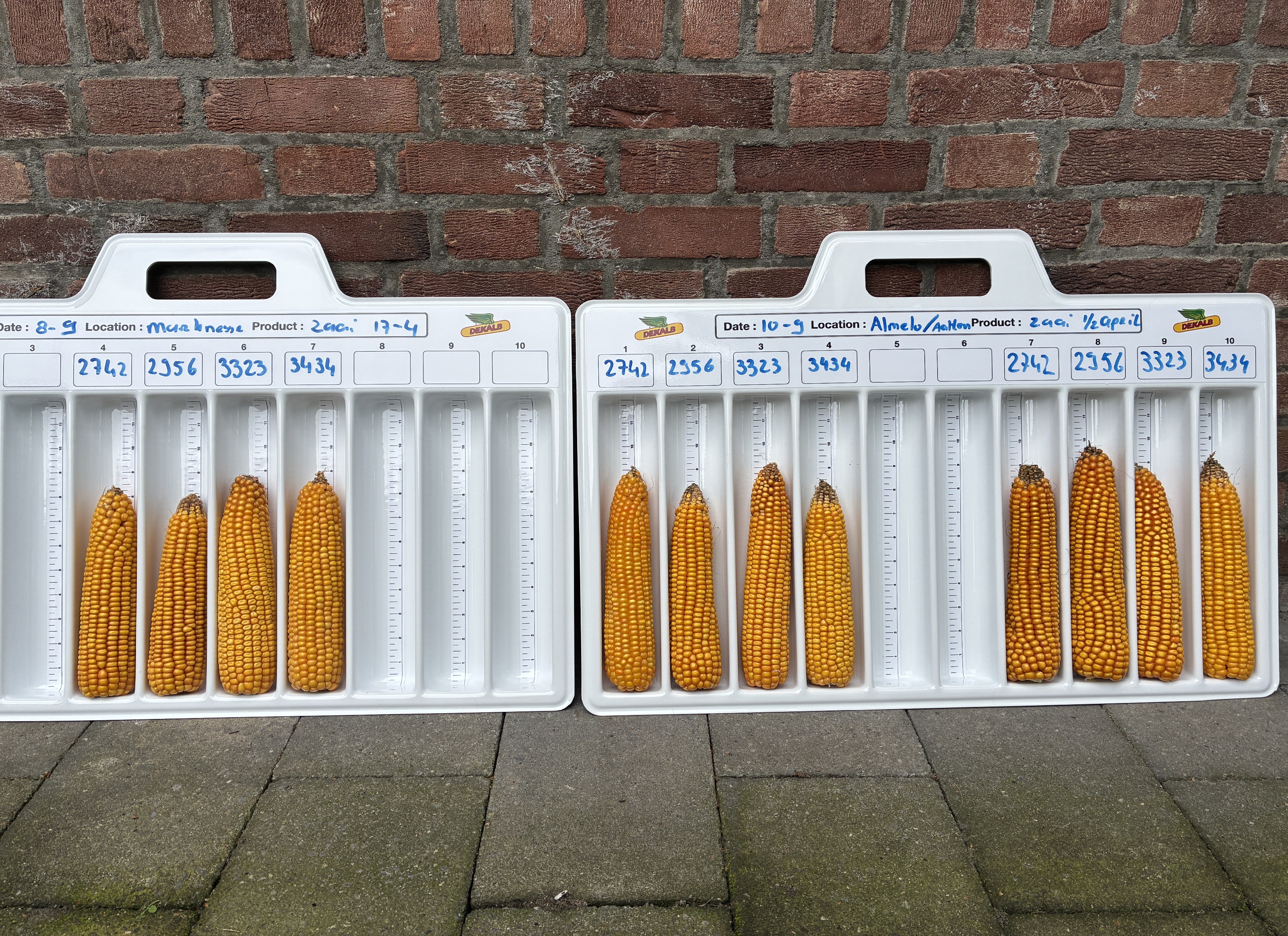 Kolfopbrengst_Dekalb_small.jpg