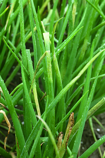 Lelystad, valse meeldauw in uien
foto voor akkerbouw

fotografie reedvakfoto hans prinsen