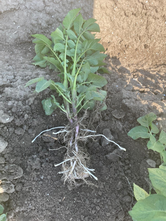 Stolonengroei%20Serenade%20Soil%20Activ.png