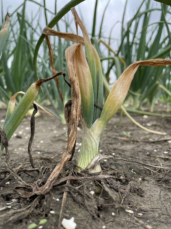 Zaaiui%20fusarium.png