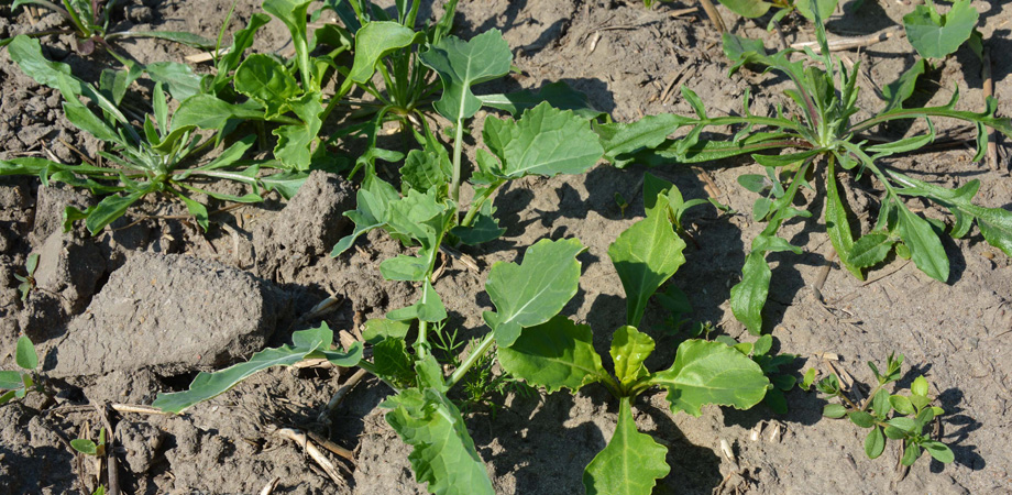 Roundup 360 Plus pomocny w walczaniu chwastów po zasiewie buraka. Zwalczanie chwastów na plantacji buraka cukrowego