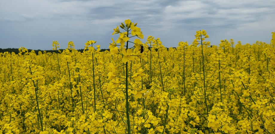 Rzepak Dekalb Bayer