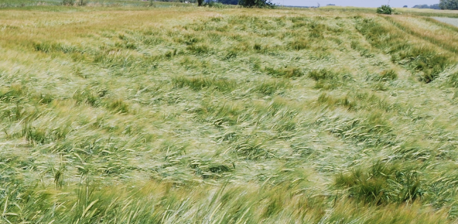 Silne wyleganie jęczmienia ozimego