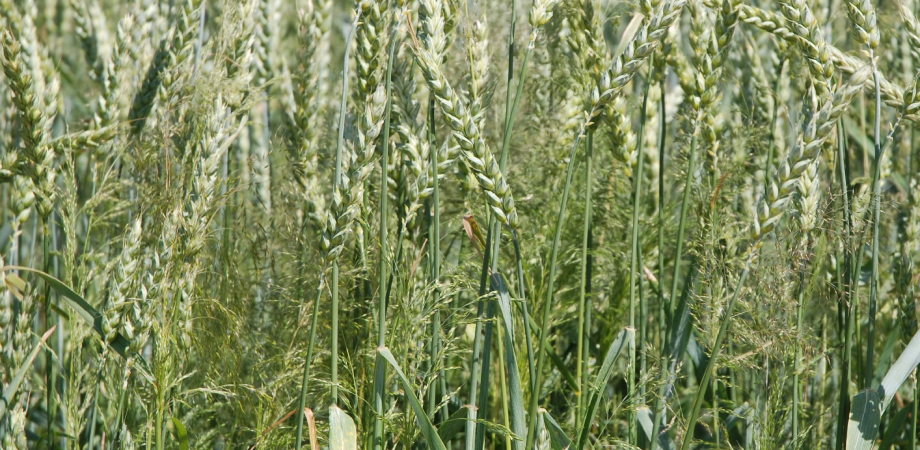 Herbicyd na uodpornioną miotłę zbożową