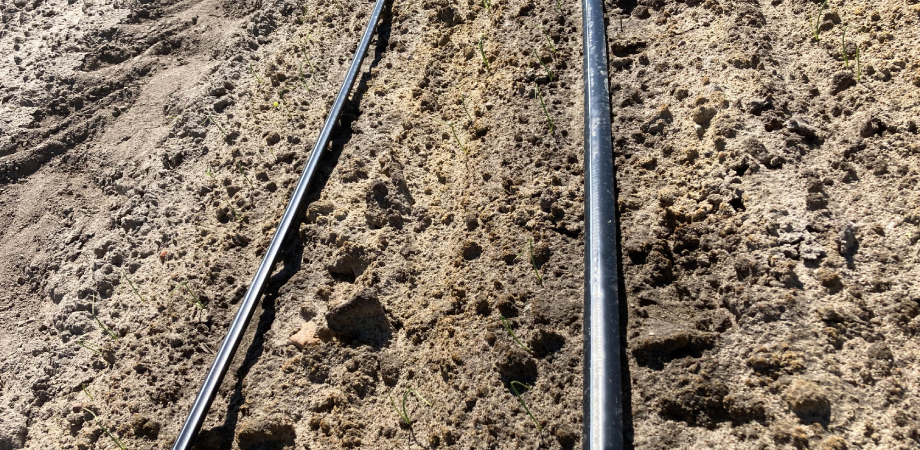 Cebula w fazie flagi/ pierwszy liść (siew 13.04.) miesiąc po aplikacji herbicydu Bandur 0,8 l/ha (14.04.)