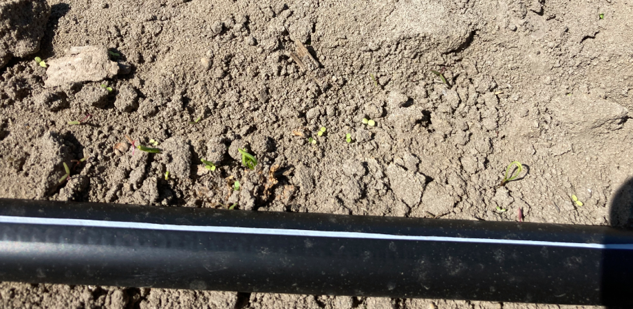 Marchew po aplikacji środka Bandur 1 l + flurochloridon 0,8 l/ha ( wykonany 30.04.)