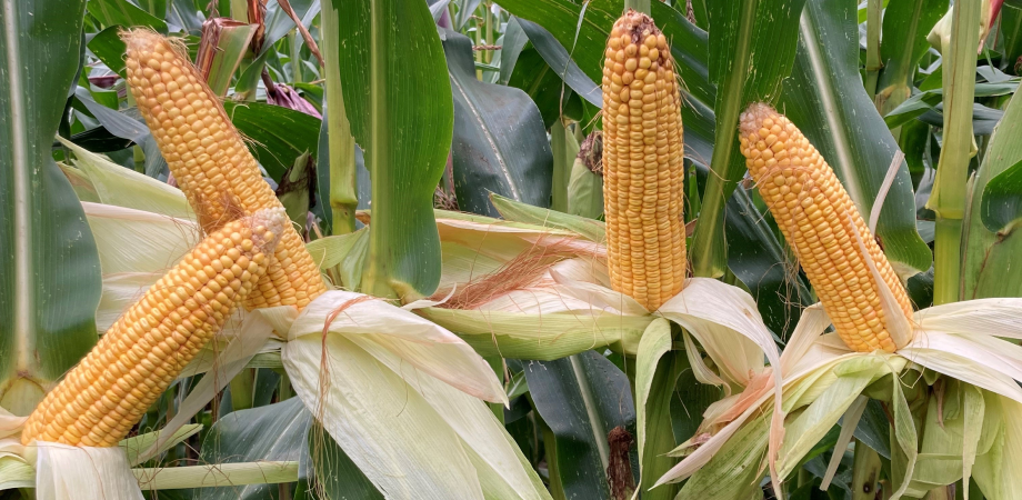 Odmiana kukurydzy kiszonkowej DKC3418, Dekalb