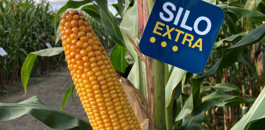 Program hodowlany Silo Extra