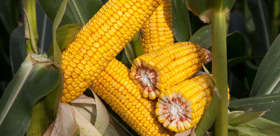 Odmiana kukurydzy na ziarno i kiszonkę DKC3719