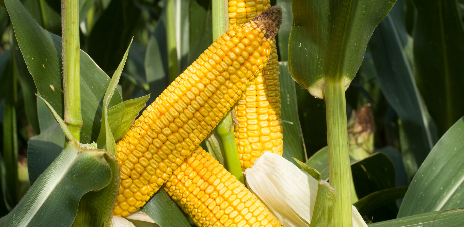 Uniwersalna odmiana kukurydzy DKC3719