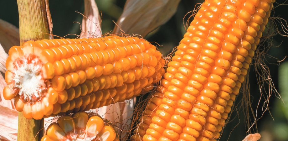 Kukurydza na kiszonkę DKC3204, Dekalb